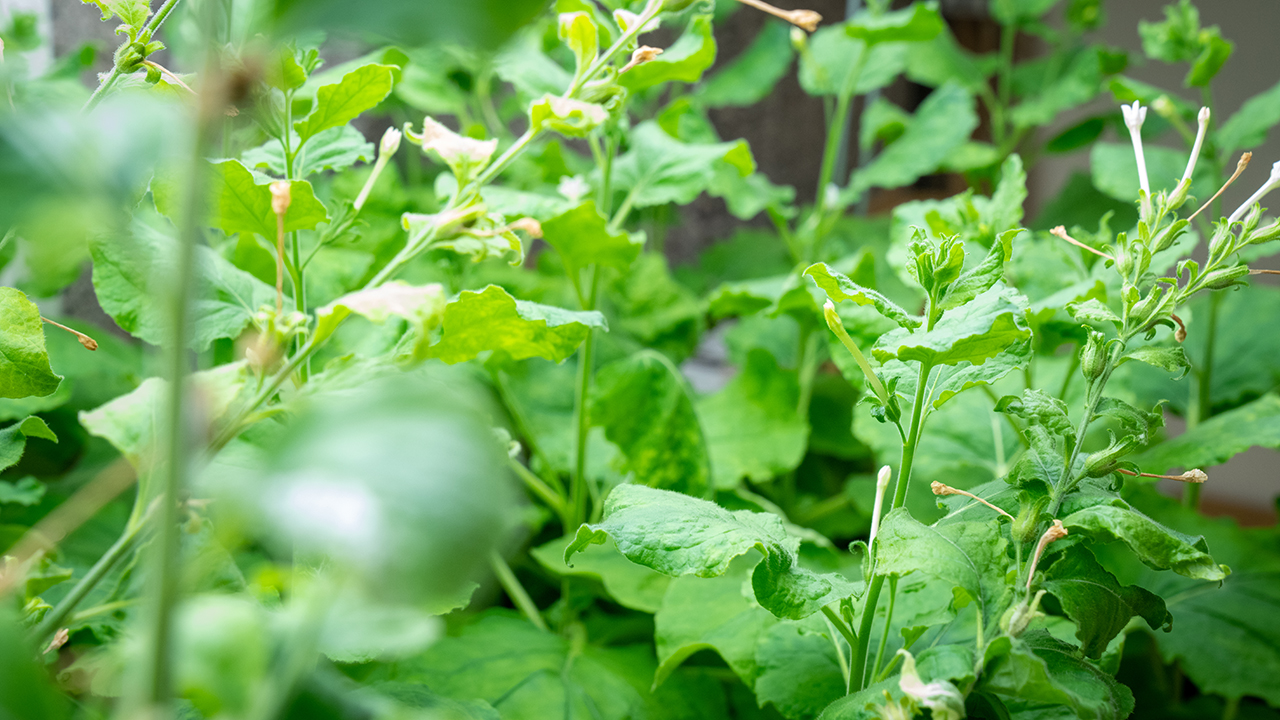 A picture of tobacco plant (Nicotiana benthamiana)