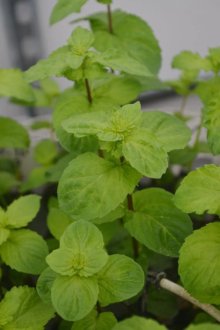 Peppermint leaves