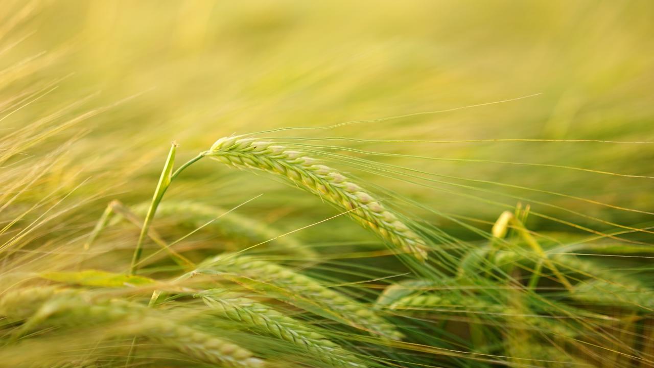 wheat stock image