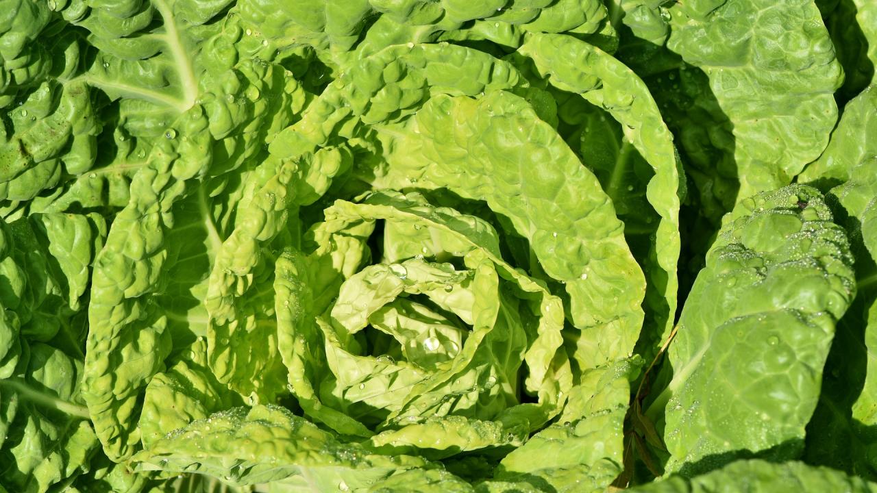 Lettuce stock photo