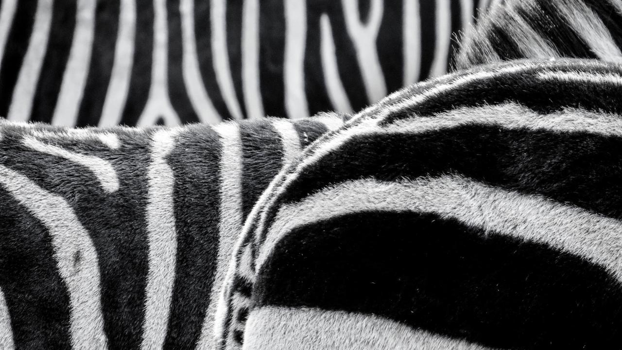 https://www.pexels.com/photo/black-and-white-zebra-patternt-50558/