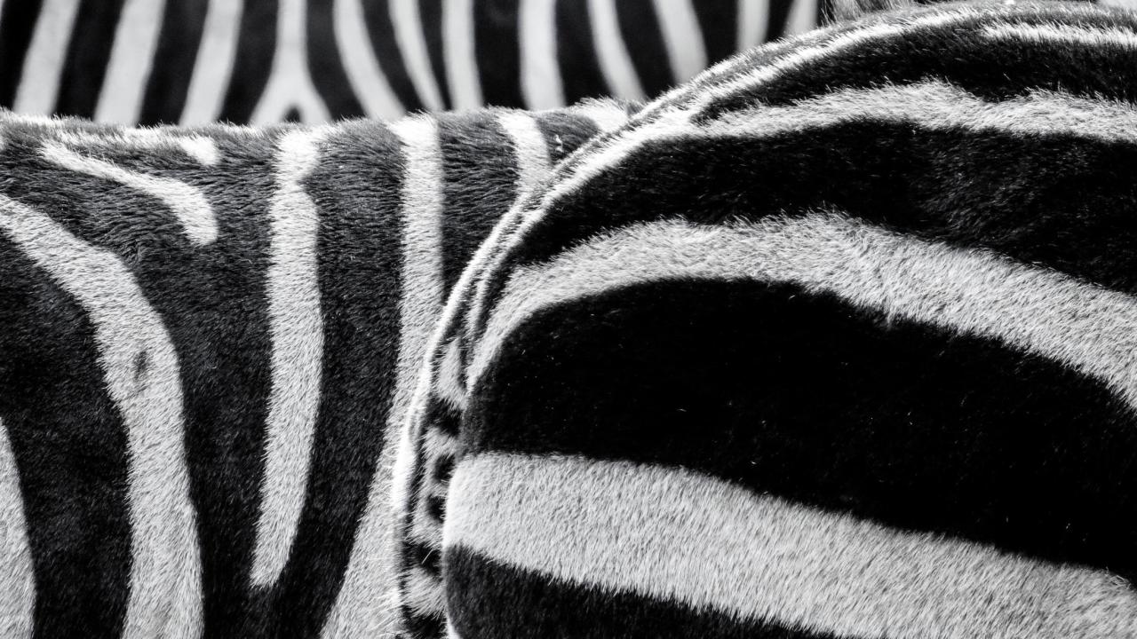 https://www.pexels.com/photo/black-and-white-zebra-patternt-50558/