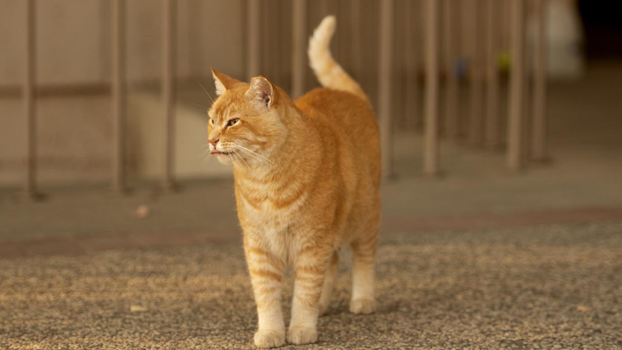 A picture of an orange cat.