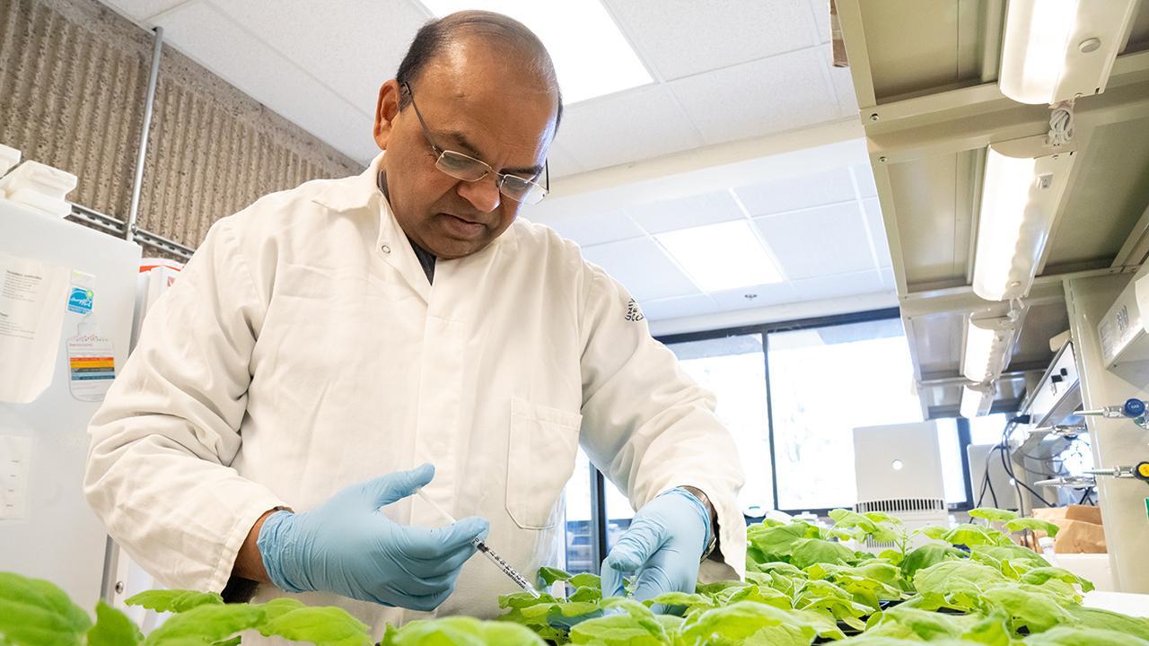 A person in the lab working with tabacco plants.