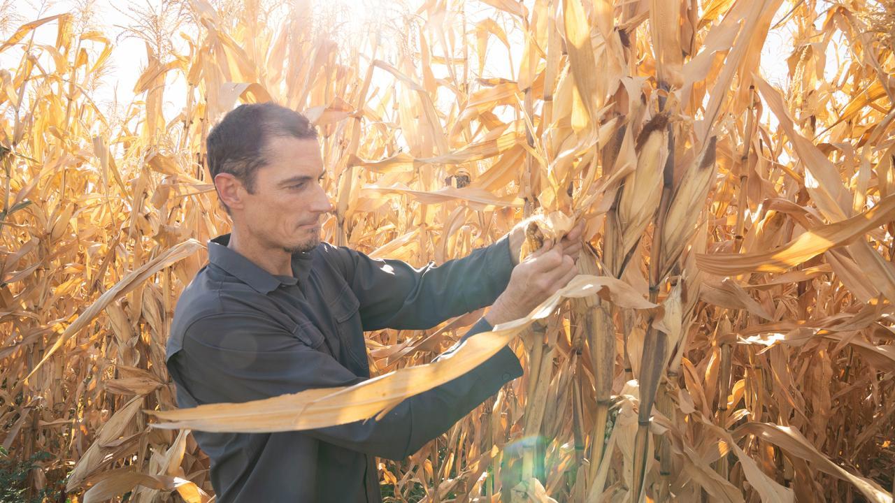 A person in a corn field.