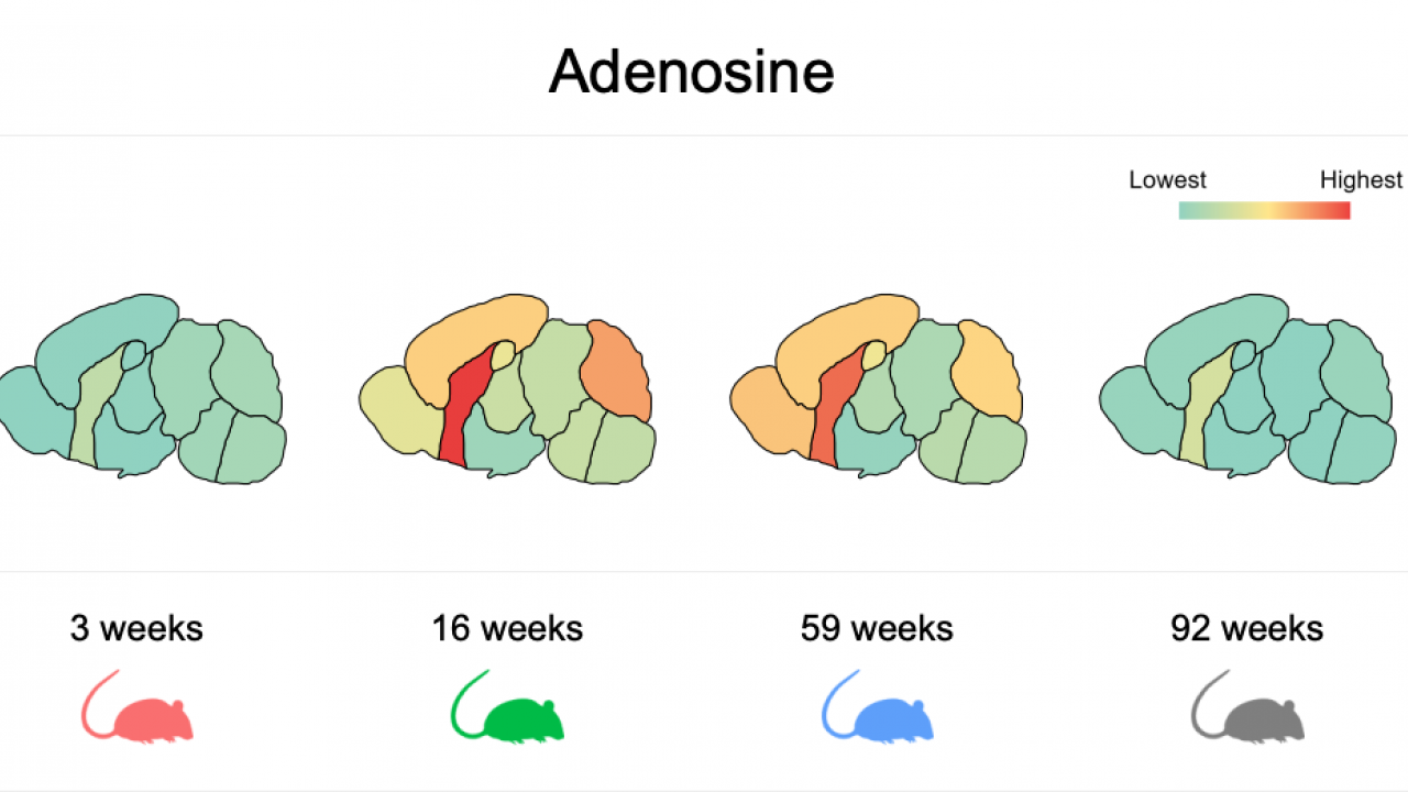 Example of data from the atlas of the mouse brain metabolome showing presence of adenosine in brain regions over life.