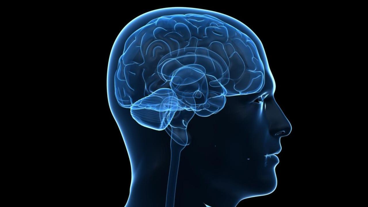 Researchers have used a new human reference genome, which includes many duplicated and repeat sequences left out of the original human genome draft, to identify genes that make the human brain distinct