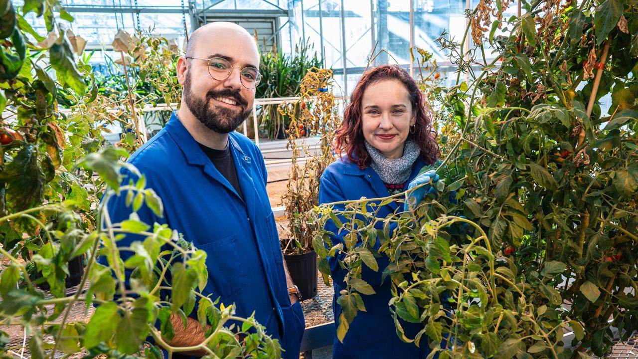 Two people smiling near tomato plants.