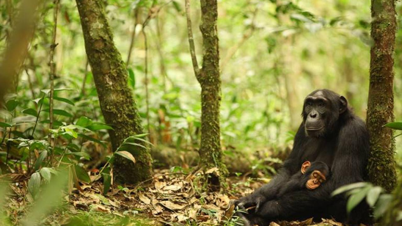 Mother and baby chimpanzee in Uganda.