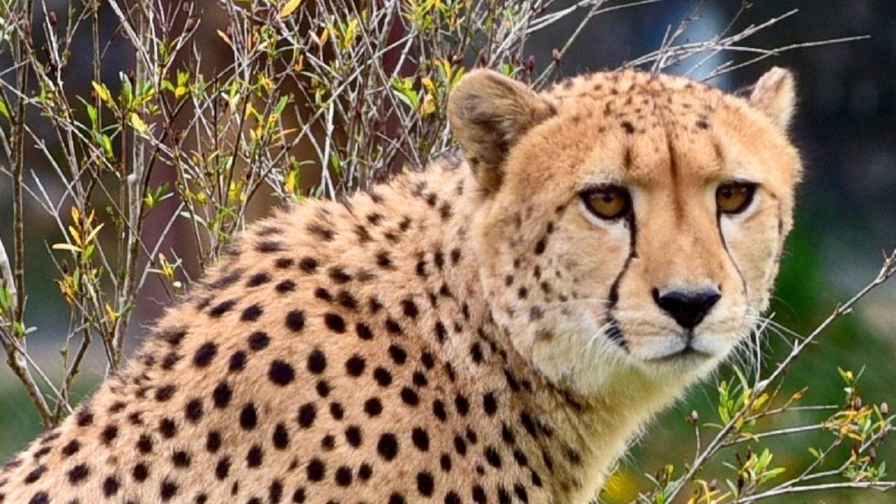 Cheetah stock photo from Pexels