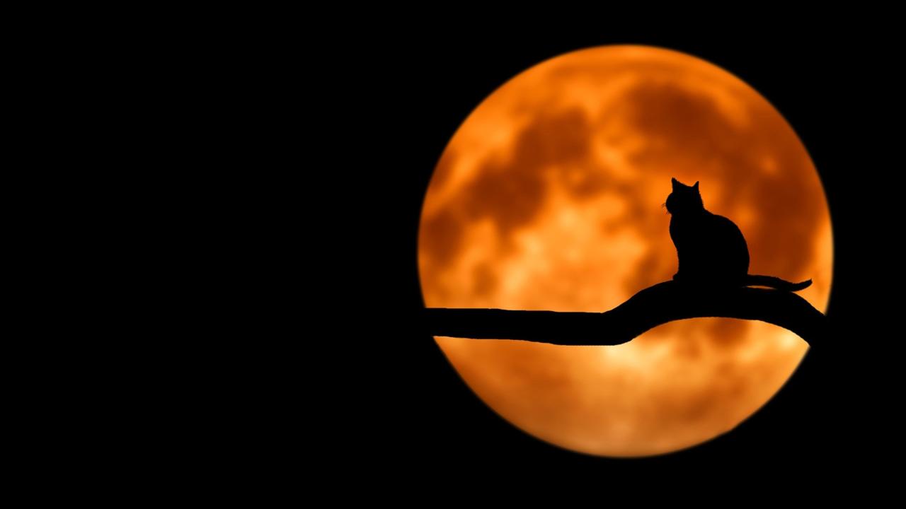 Halloween stock photo