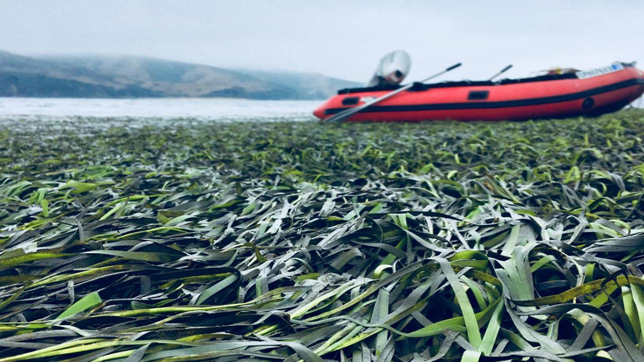 Picture of grass