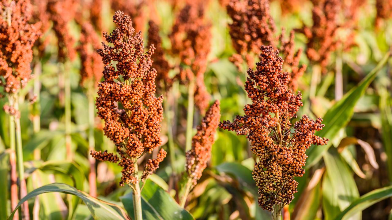 A picture of sorghum plants