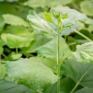 Close-up of vibrant green leaves and stems in a plant arrangement.