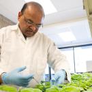 A person in the lab working with tabacco plants.
