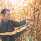 A person in a corn field. Picture of Professor Jeffrey Ross-Ibarra in a corn field.