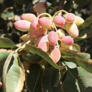 Pistachio nuts on a tree