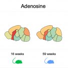 Example of data from the atlas of the mouse brain metabolome showing presence of adenosine in brain regions over life.