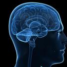 Researchers have used a new human reference genome, which includes many duplicated and repeat sequences left out of the original human genome draft, to identify genes that make the human brain distinct