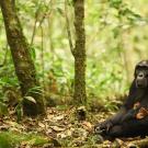 Mother and baby chimpanzee in Uganda.