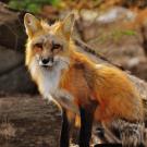Red fox via Pexels