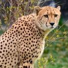 Cheetah stock photo from Pexels