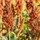A picture of sorghum plants